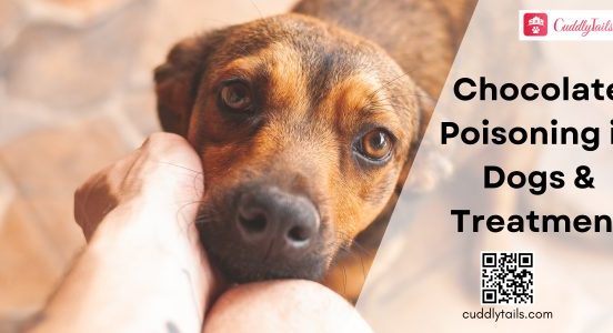 Chocolate Poisoning in Dogs and Treatment