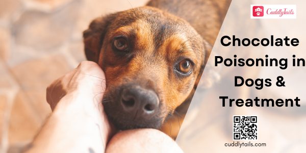 Chocolate Poisoning in Dogs and Treatment