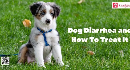 Dog Diarrhea and How To Treat It