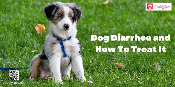 Dog Diarrhea and How To Treat It