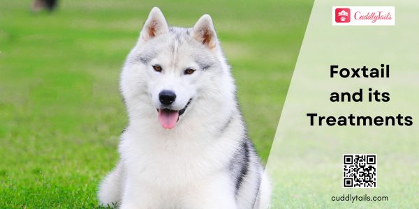 Foxtail in dogs and its treatments