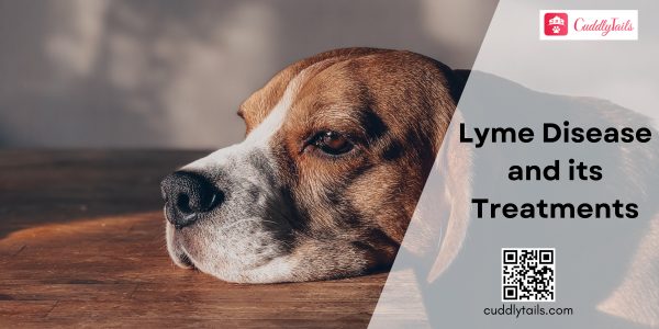 Lyme disease and its treatments