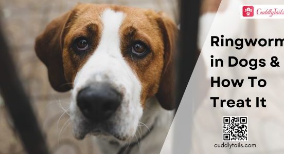 Ringworm in Dogs and How To Treat It