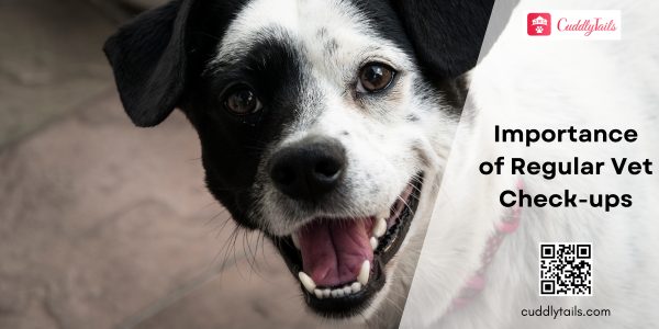 Importance of Regular Vet Check-ups