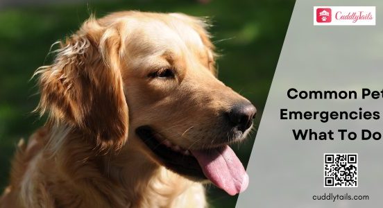 Common Pet Emergencies and How To Recognize and Respond