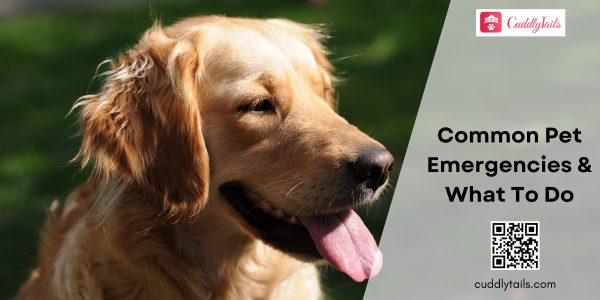 Common Pet Emergencies and How To Recognize and Respond