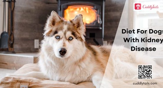 Image showcasing Diet For Dogs With Kidney Disease - Cuddlytails