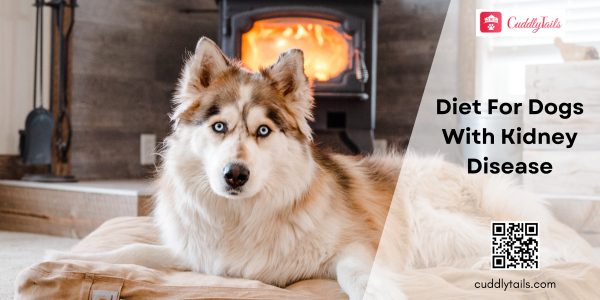 What is the best diet for dogs with kidney disease hotsell