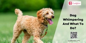 Why Is My Dog Whimpering And What To Do? - Cuddlytails