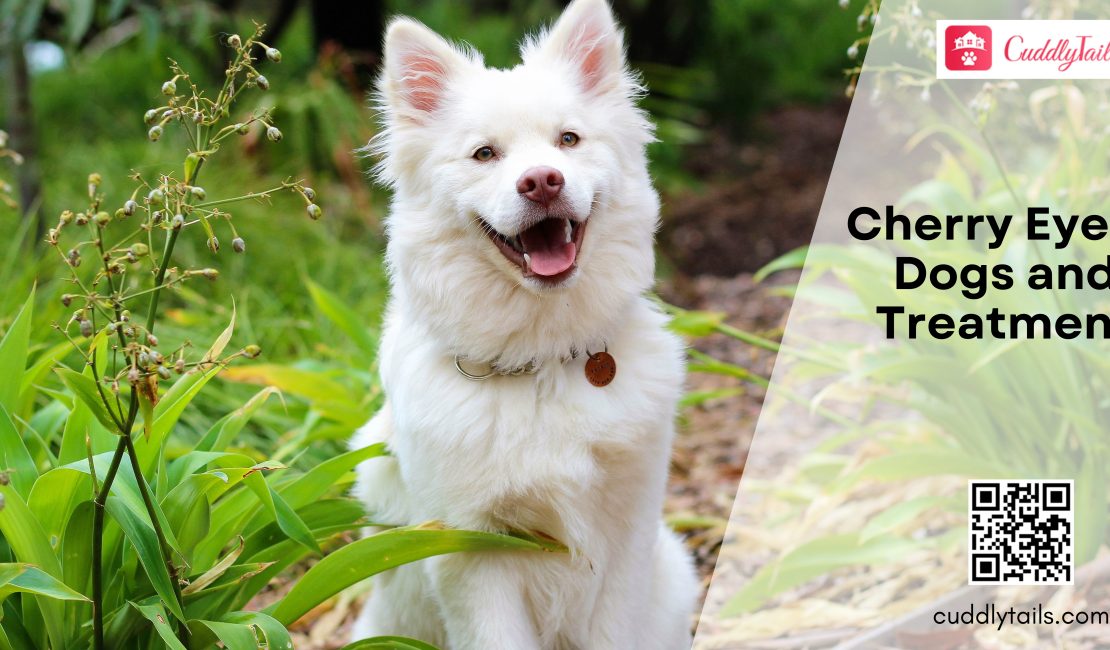 Cherry Eye in Dogs and Treatment