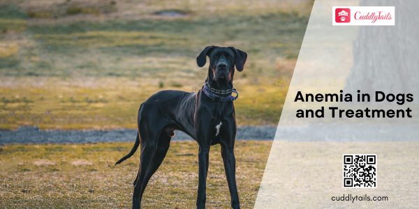 Anemia in Dogs and Treatment