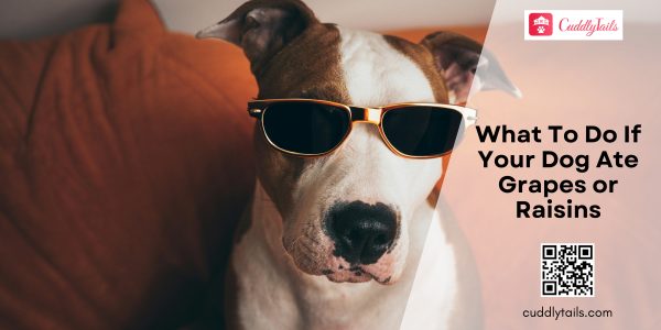 What To Do If Your Dog Ate Grapes or Raisins