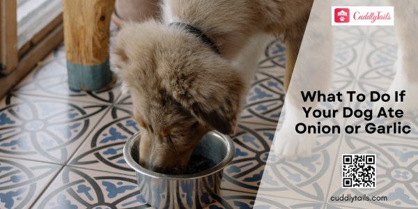 What To Do If Your Dog Ate Onion or Garlic