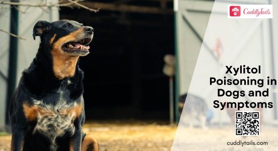 Xylitol Poisoning in Dogs and Symptoms