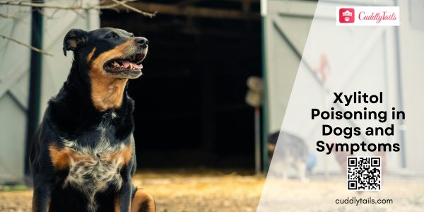 Xylitol Poisoning in Dogs and Symptoms