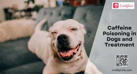Caffeine Poisoning in Dogs and Treatment