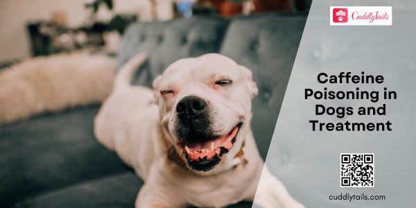 Caffeine Poisoning in Dogs and Treatment