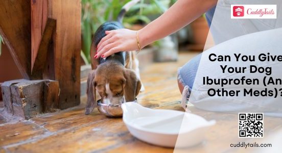 Can You Give Your Dog Ibuprofen (And Other Meds)