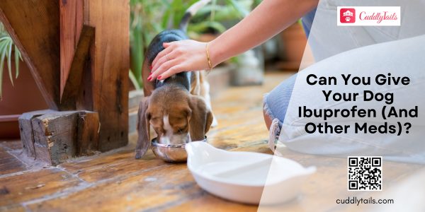 Can You Give Your Dog Ibuprofen (And Other Meds)