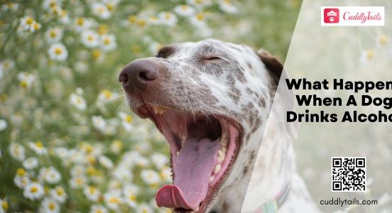 What Happens When A Dog Drinks Alcohol