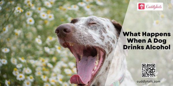 What Happens When A Dog Drinks Alcohol