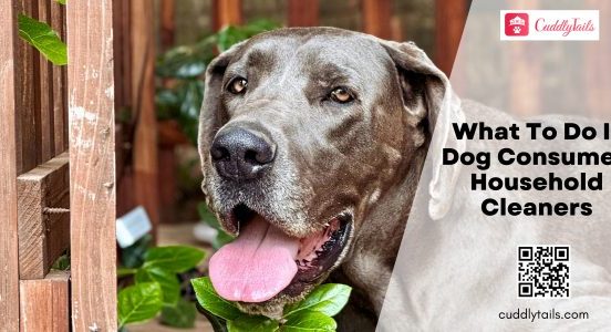 What To Do If Dog Consumed Household Cleaners