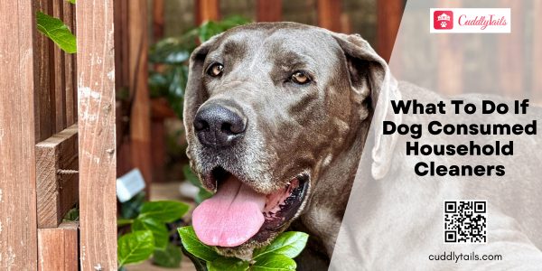 What To Do If Dog Consumed Household Cleaners