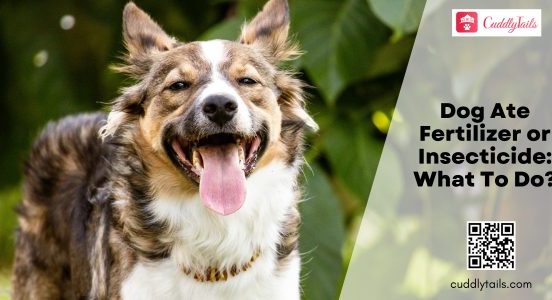 Dog Ate Fertilizer or Insecticide What To Do