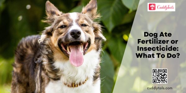 Dog Ate Fertilizer or Insecticide What To Do