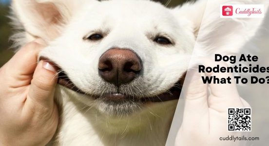 Dog Ate Rodenticides