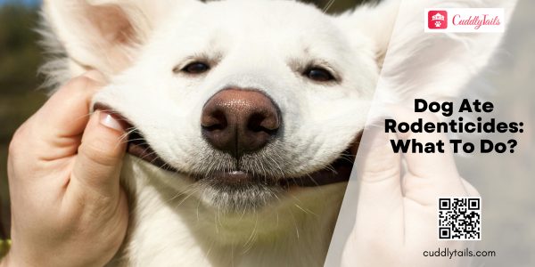 Dog Ate Rodenticides