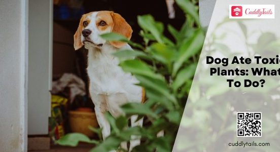 Dog Ate Toxic Plants What To Do