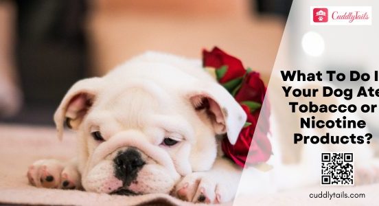 What To Do If Your Dog Ate Tobacco or Nicotine Products