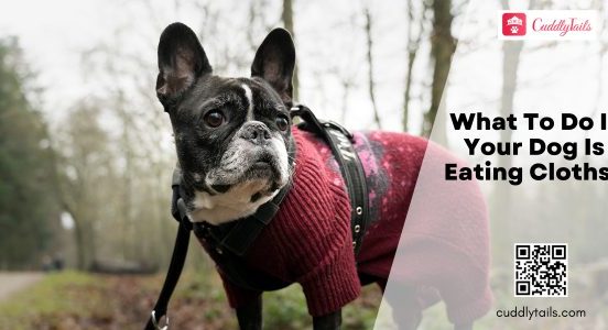 What To Do If Your Dog Is Eating Cloths