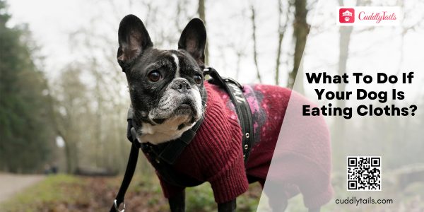 What To Do If Your Dog Is Eating Cloths