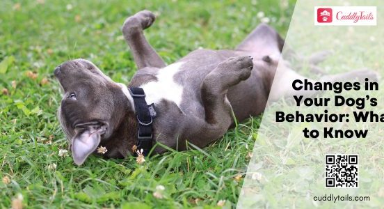 Changes in Your Dog’s Behavior What to Know