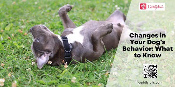 Changes in Your Dog’s Behavior What to Know