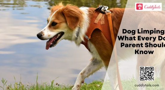 Dog Limping: What Every Dog Parent Should Know