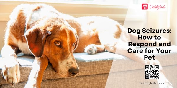 Dog Seizures How to Respond and Care for Your Pet
