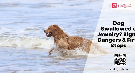Dog Swallowed a Jewelry Signs, Dangers & First Steps