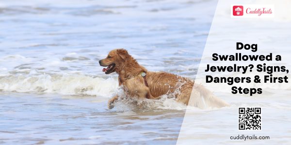 Dog Swallowed a Jewelry Signs, Dangers & First Steps