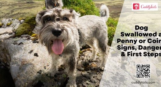 Dog Swallowed a Penny or Coin Signs, Dangers & First Steps