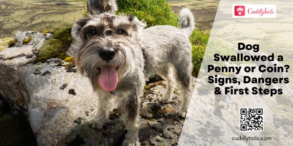 Dog Swallowed a Penny or Coin Signs, Dangers & First Steps