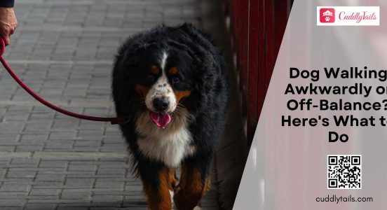 Dog Walking Awkwardly or Off-Balance Here's What to Do