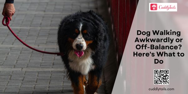 Dog Walking Awkwardly or Off-Balance Here's What to Do