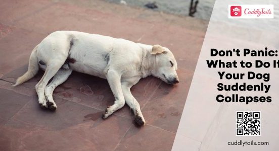 Don't Panic What to Do If Your Dog Suddenly Collapses