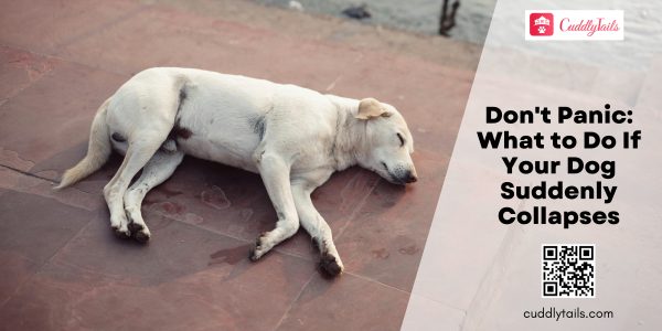 Don't Panic What to Do If Your Dog Suddenly Collapses