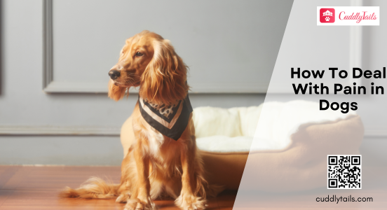 How To Deal With Pain in Dogs