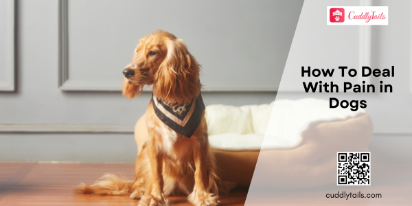How To Deal With Pain in Dogs