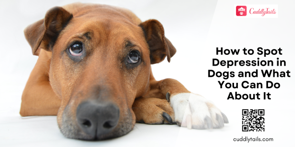 How to Spot Depression in Dogs and What You Can Do About It